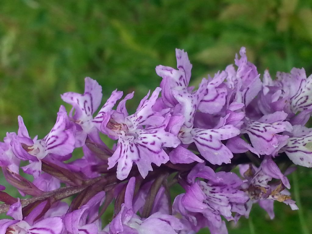 Lusus di Dactylorhiza